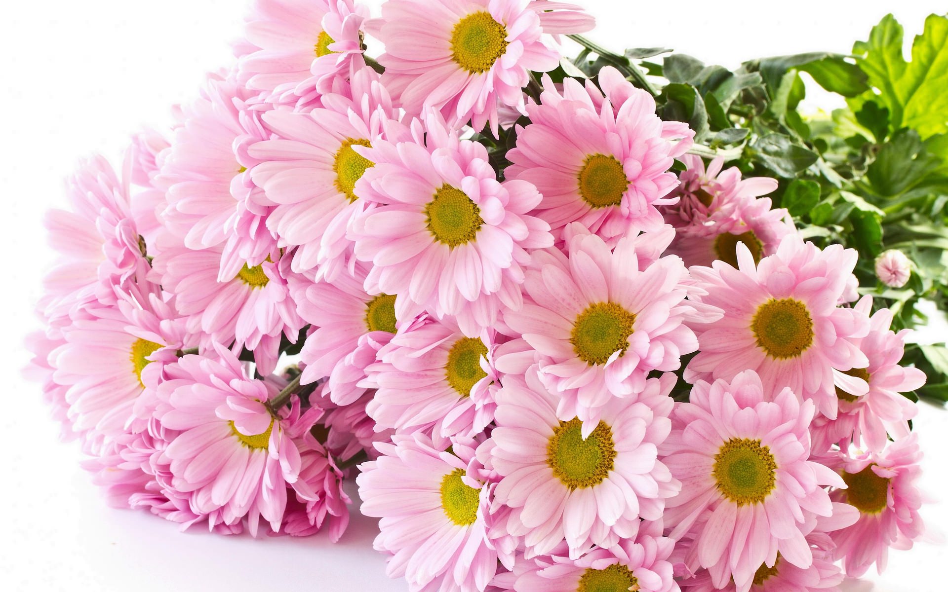 http://flowers.ua/images/Flowers/articles/83-img-3.jpg