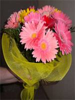 Gerbera Gift Wrap