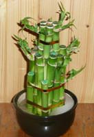 Bamboo