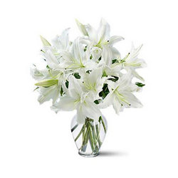 Lilies - Belosnezhka