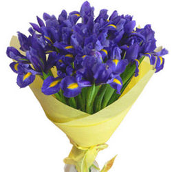 a large bouquet of Iris