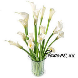 Calla
