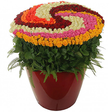 555 multi-colored roses – from Flowers.ua