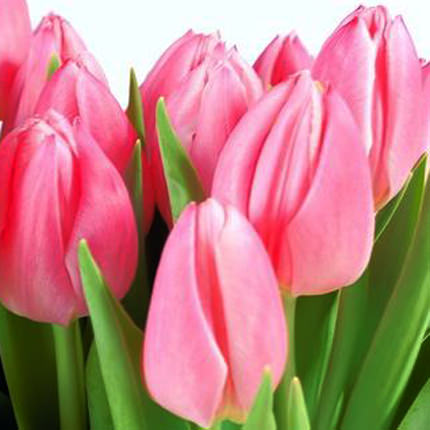Pink tulip (by an item) – from Flowers.ua