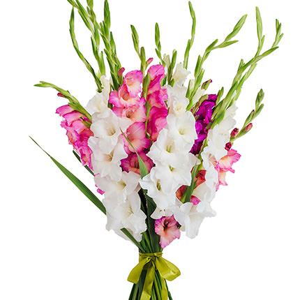 25 multicolored gladioluses!  – buy in Ukraine