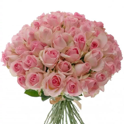 51 троянда Avalanche Sorbet (Кенія)  - придбати в Україні