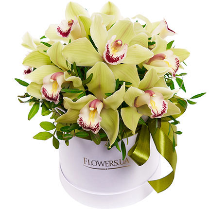 Цветы в коробке "11 волшебных орхидей"  – купить в Украине