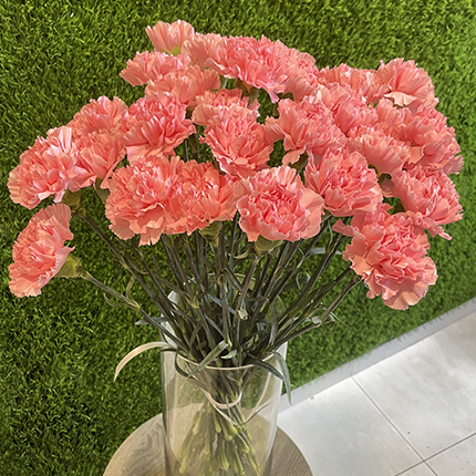 Special Offer! 25 pink carnations  – buy in Ukraine