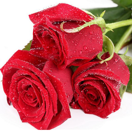 Букет из красных роз  - купить в Украине