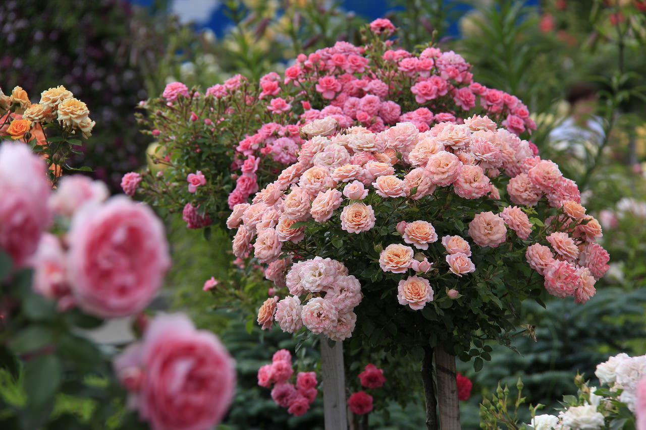 Обрезка роз весной – пышный розовый сад летом - Flowers.ua
