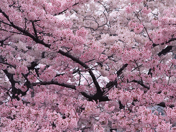 цветущее дерево сакуры