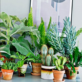 Догляд за кімнатними рослинами