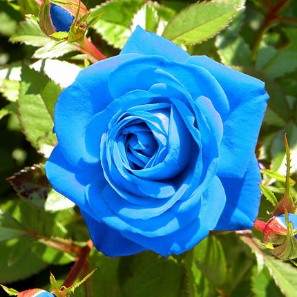 Правда про сині та чорні троянди - Flowers.ua