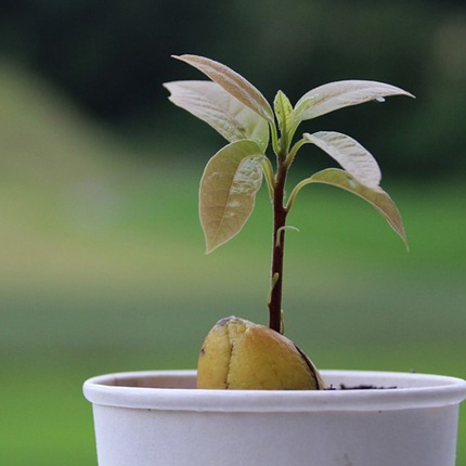 Sprouting an Avocado Seed