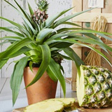 Як виростити ананас у домашніх умовах
