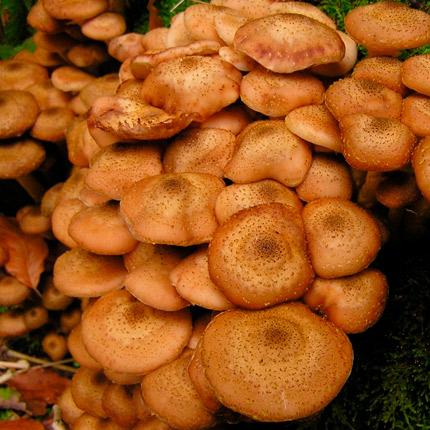 Съедобные грибы - Flowers.ua