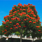 Тюльпановое дерево (Лириодендрон): особенности и выращивание