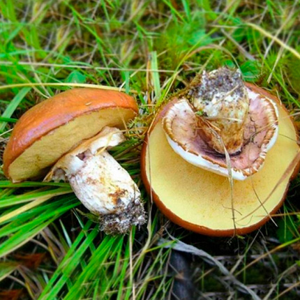как выглядят маслята грибы съедобные
