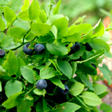 Листья черники: лечебные свойства, польза и вред
