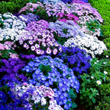 Голубые и синие цветы для украшения сада