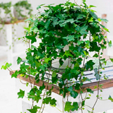 Indoor Ivy (Hedera): Care and Cultivation at Home