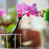 Розмноження орхідеї в домашніх умовах
