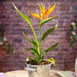Strelitzia: Care and Cultivation at Home