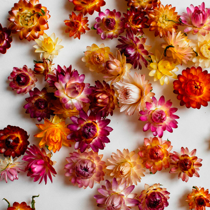 Цветы-сухоцветы: виды цветов и идеи для букетов - Flowers.ua