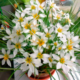 Зефирантес: виды цветка, уход в домашних условиях