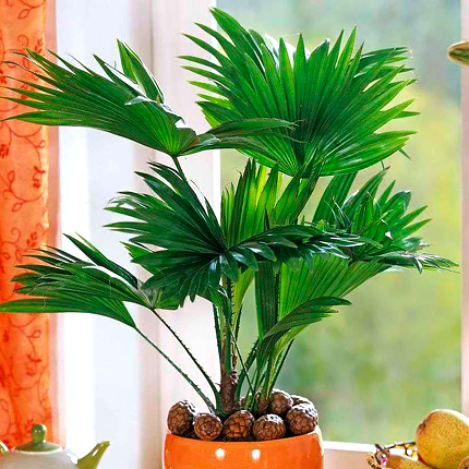 Особенности пальмы ливистона