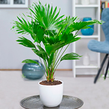 Пальма ливистона: уход и выращивание в домашних условиях