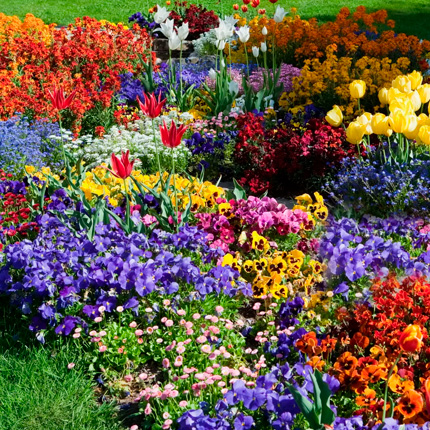 Цветы для клумбы - названия и описания самых популярных видов - Flowers.ua