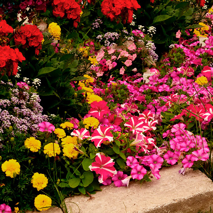 Цветы для клумбы - названия и описания самых популярных видов - Flowers.ua