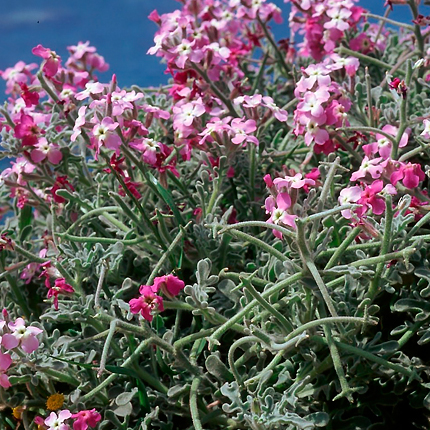 Маттиола: виды, выращивание и уход в открытом грунте - Flowers.ua