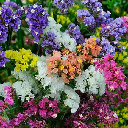  Flowers ua