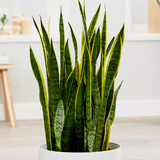 Sansevieria: Reproduction and Care at Home