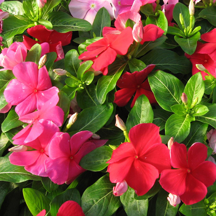 Catharanthus in Depth