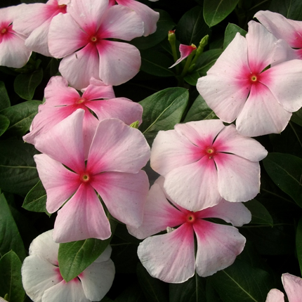 Catharanthus Pacifica