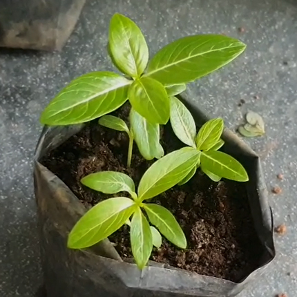 Growing Catharanthus From Seeds
