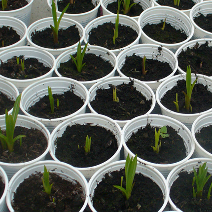 Выращивание лиатриса из семян