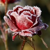 Какие цветы дарить девушке зимой: тонкости романтики