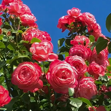 Плетистые розы: сорта, посадка и уход - Flowers.ua