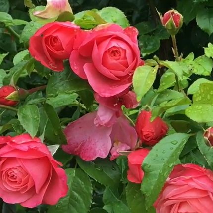Плетистые розы: сорта, посадка и уход - Flowers.ua