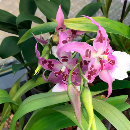 Орхидея камбрия: виды и сорта, размножение и уход - Flowers.ua