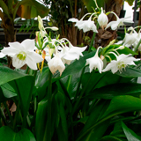 Орхидея камбрия: виды и сорта, размножение и уход