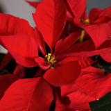 Poinsettia: Growing, Propagation, and Care at Home