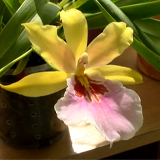 Орхидея мильтония: виды, размножение и уход