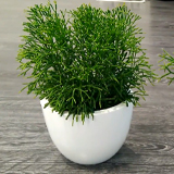 Рипсалис: виды, выращивание и уход