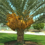 Финиковая пальма: особенности, выращивание и уход