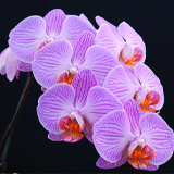 Орхидея фаленопсис: особенности, размножение и уход